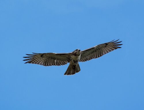 Birding Here is Looking Up