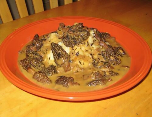 Morel Mushroom Recipes You’ll Want to Try