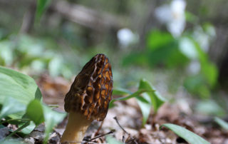 Morel mushrooms in the Petoskey Area