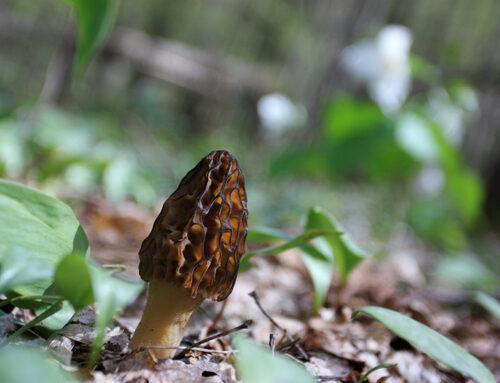 Spring Blooms with Things To Do in the Petoskey Area