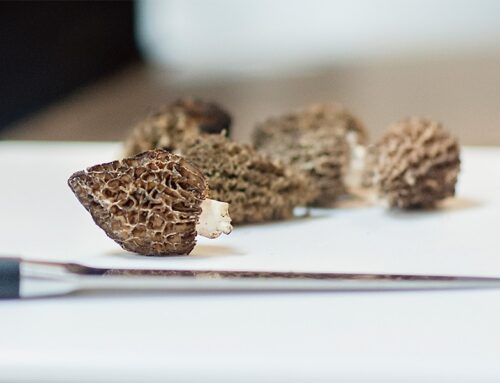 Why People of Good Taste Visit the Petoskey Area