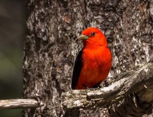 Birdwatchers Flock to the Petoskey Area