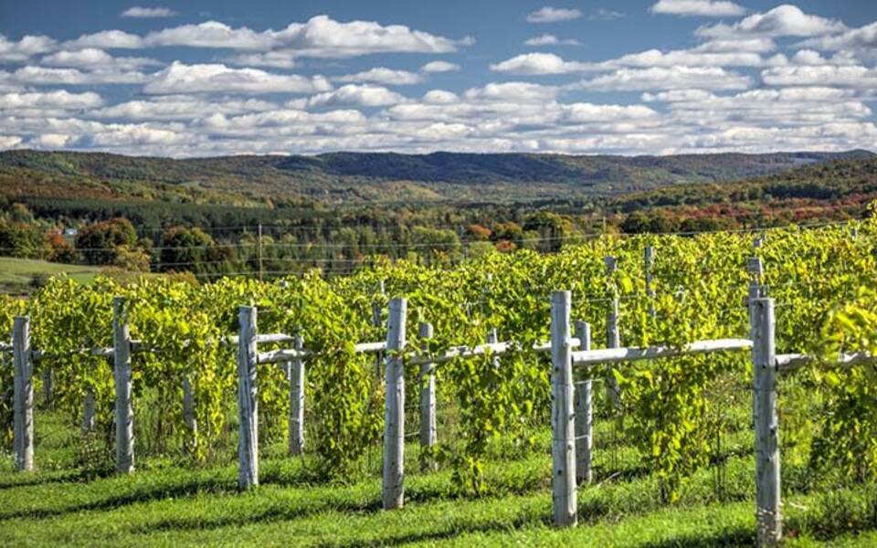 Petoskey Farms Vineyard & Winery