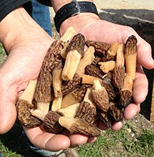 Where to find morel mushrooms in northern Michigan