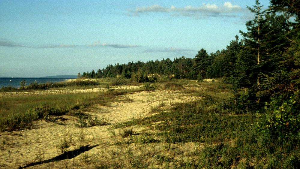 dune, forest Lake Michigan shoreline
