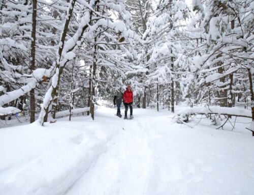 7 Best Winter Hikes in the Petoskey Area