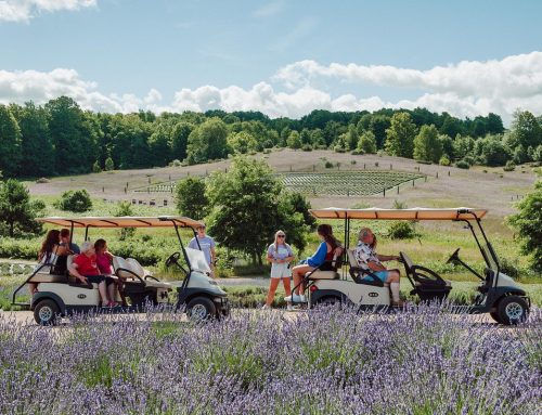 Visiting Lavender Hill Farm: A Petoskey Area Must