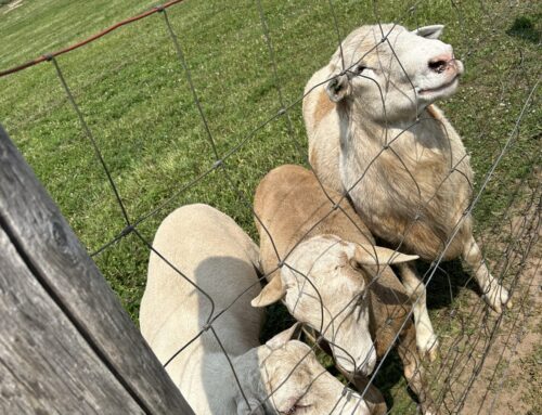 A Visit to Kiwidinok Farm