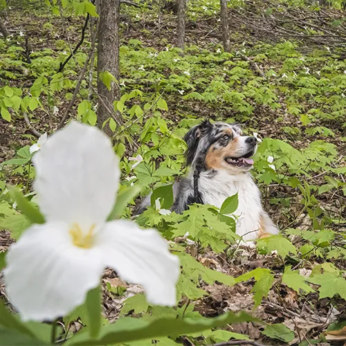 Petoskey_Spring-54875