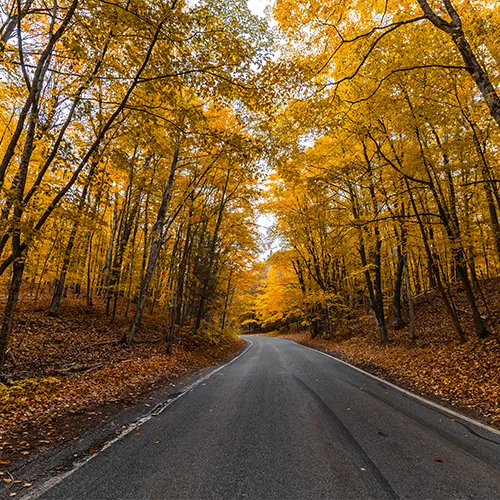 Tunnel of trees fall Tunnel of trees fall