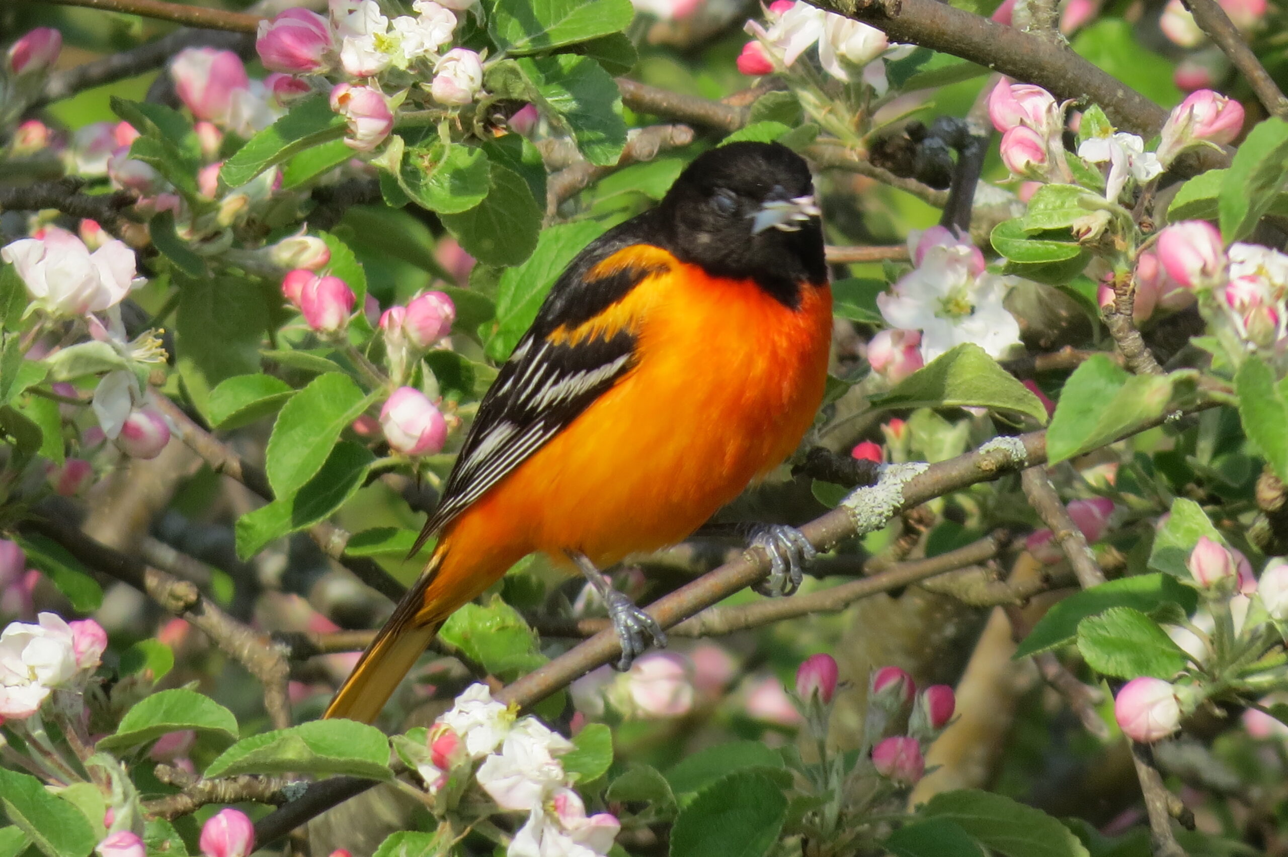 Birding Along the Bear River